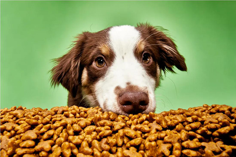 necessary filtration steps to produce pet food